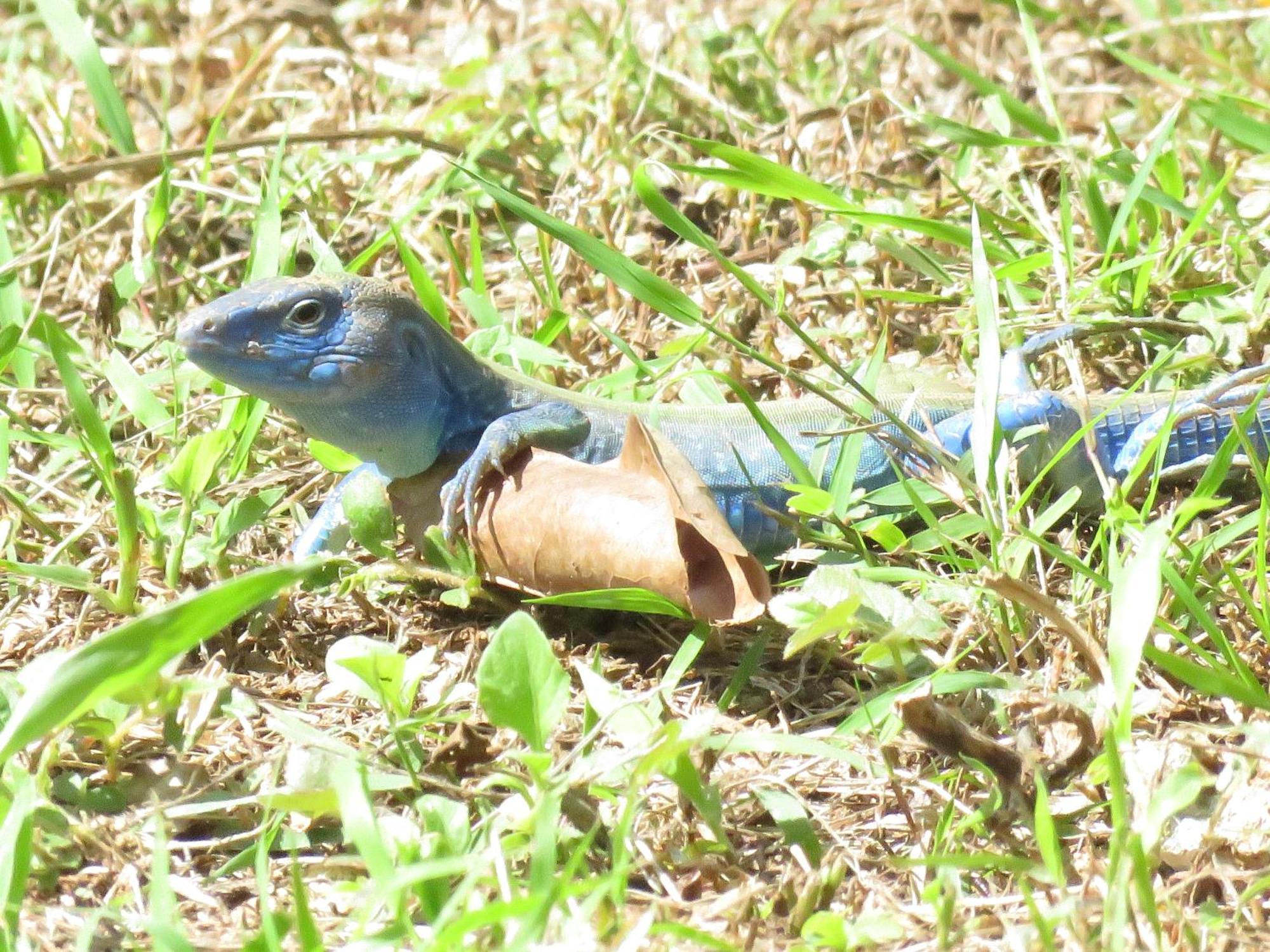 Blue Lizard House Villa San Andrés Eksteriør billede