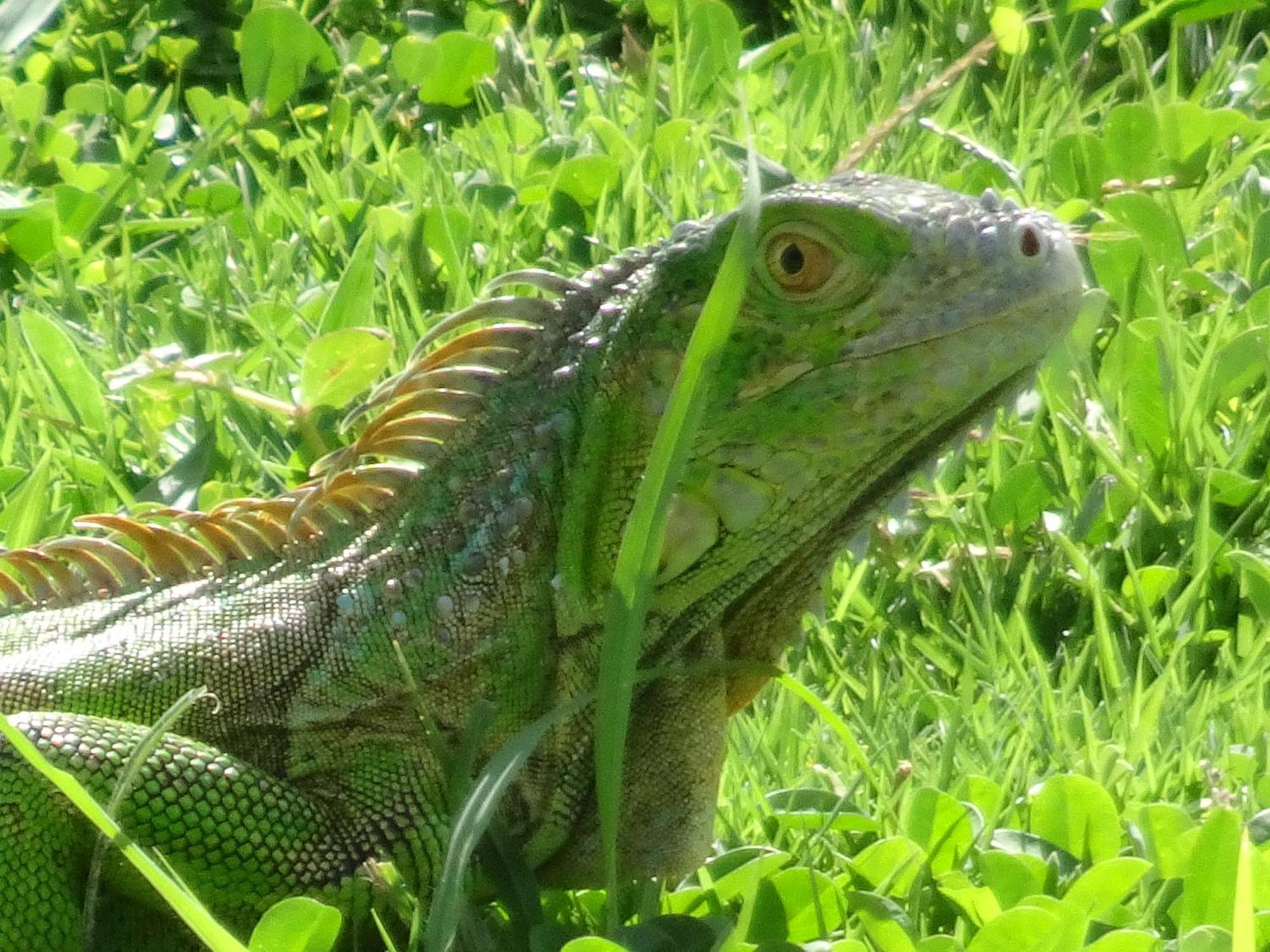 Blue Lizard House Villa San Andrés Eksteriør billede